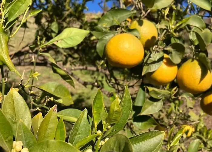 Casa Tragabalas Bed & Breakfast Cómpeta