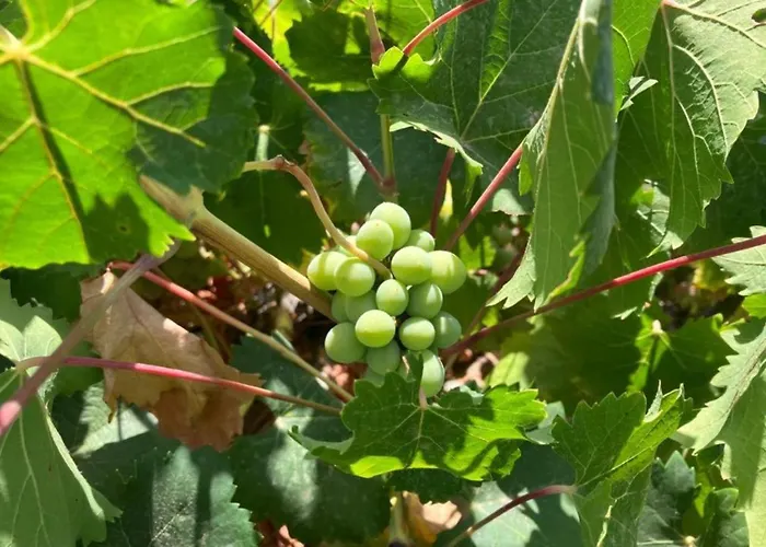 Casa Tragabalas 4* Cómpeta